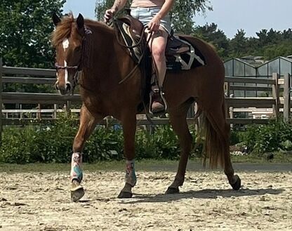 Super liebe Quarter Horse Stute abzugeben, Kerstin Rehbehn (Pferdemarketing Ost), Horses For Sale, Nienburg, Image 3