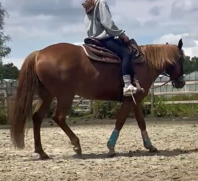 Super liebe Quarter Horse Stute abzugeben, Kerstin Rehbehn (Pferdemarketing Ost), Horses For Sale, Nienburg, Image 8