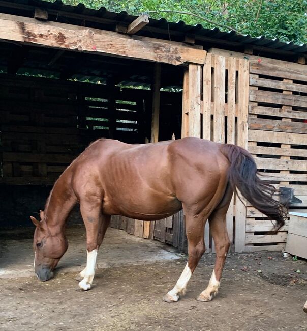 Superliebe Quarter Horse Stute an Bestplatz abzugeben, Kerstin Rehbehn (Pferdemarketing Ost), Horses For Sale, Nienburg