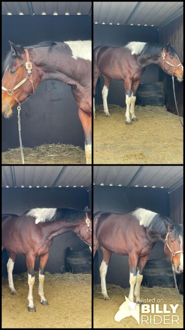 superliebe, sehr talentierte Barockpinto Stute, Kerstin Rehbehn (Pferdemarketing Ost), Horses For Sale, Nienburg, Image 9