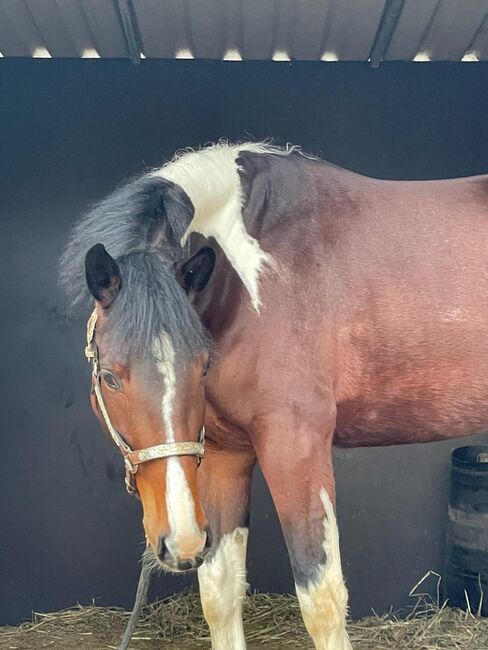 superliebe, sehr talentierte Barockpinto Stute, Kerstin Rehbehn (Pferdemarketing Ost), Horses For Sale, Nienburg, Image 8