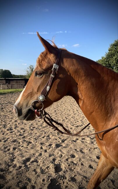 Super liebe Quarter Horse Stute abzugeben, Kerstin Rehbehn (Pferdemarketing Ost), Horses For Sale, Nienburg, Image 4