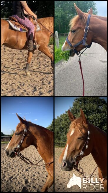 Super liebe Quarter Horse Stute abzugeben, Kerstin Rehbehn (Pferdemarketing Ost), Horses For Sale, Nienburg, Image 10