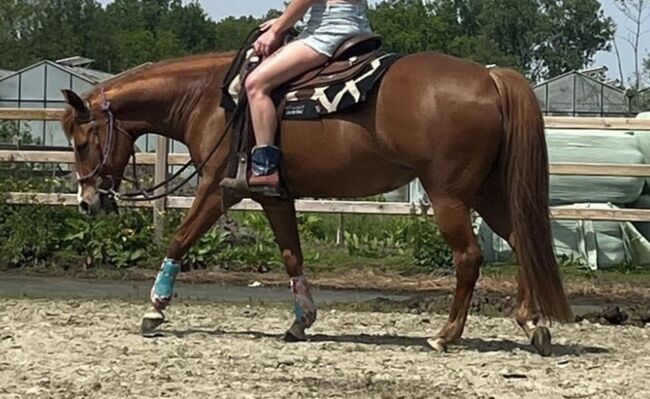 Super liebe Quarter Horse Stute abzugeben, Kerstin Rehbehn (Pferdemarketing Ost), Horses For Sale, Nienburg, Image 2