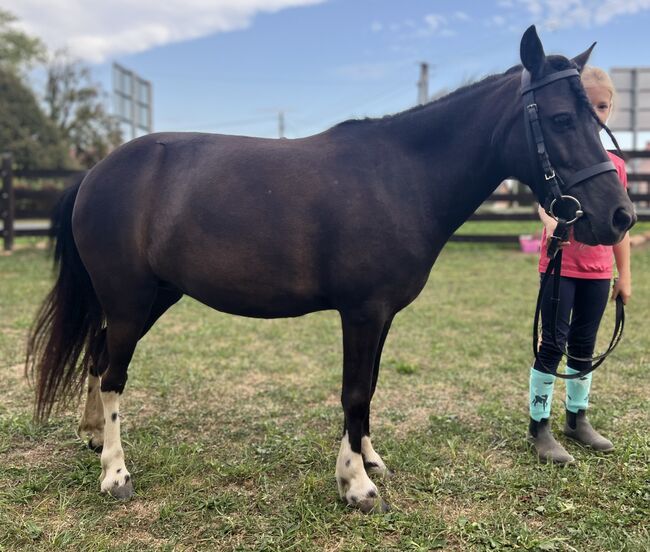 Super Pony, Csercsa Sándor , Horses For Sale, Apátistvánfalva , Image 4