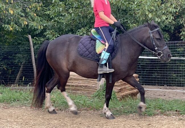 Super Pony, Csercsa Sándor , Horses For Sale, Apátistvánfalva , Image 2