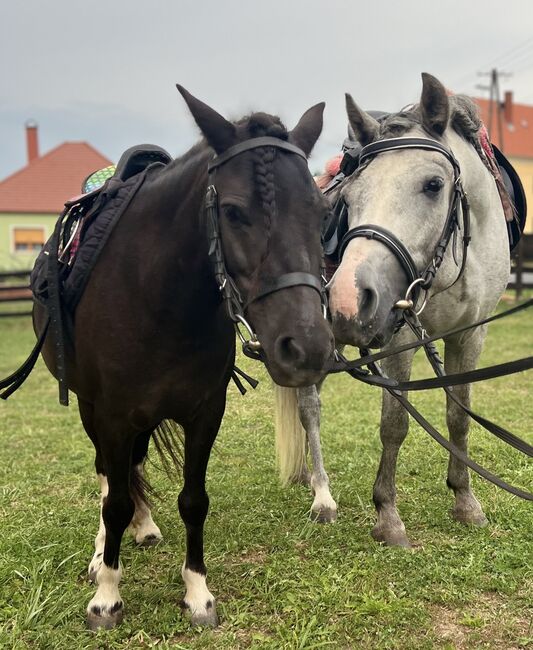 Super Pony, Csercsa Sándor , Konie na sprzedaż, Apátistvánfalva , Image 5