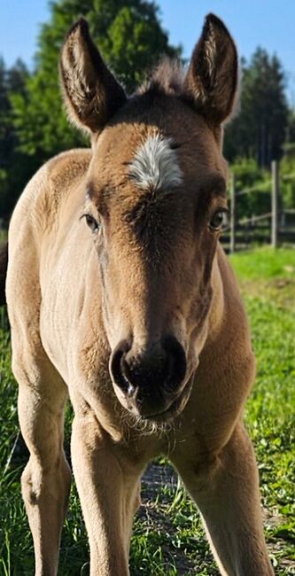 Supersüßes Quarter Horse Stutfohlen, Kerstin Rehbehn (Pferdemarketing Ost), Horses For Sale, Nienburg, Image 6