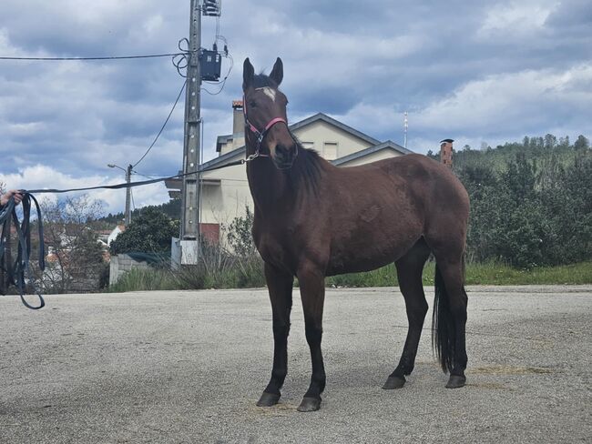 Super schicke Lusitano Cruzado Stute, Shirin Sahin, Pferd kaufen, Altenstadt 