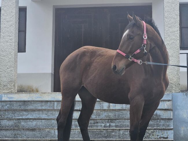 Super schicke Lusitano Cruzado Stute, Shirin Sahin, Pferd kaufen, Altenstadt , Abbildung 7