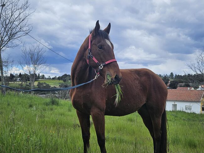 Super schicke Lusitano Cruzado Stute, Shirin Sahin, Pferd kaufen, Altenstadt , Abbildung 9