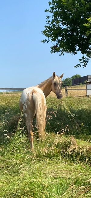 Super schicker Appaloosa Wallach der keine Wünsche offen lässt, Andrea Klein, Pferd kaufen, Marienmünster