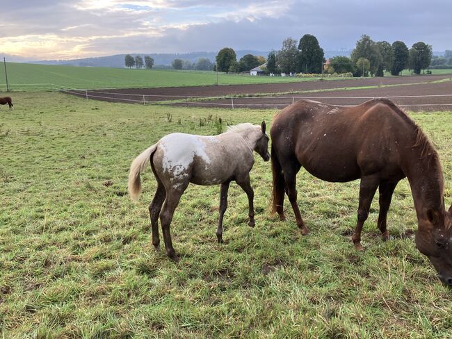 Super schicker Appaloosa Wallach der keine Wünsche offen lässt, Andrea Klein, Pferd kaufen, Marienmünster, Abbildung 6