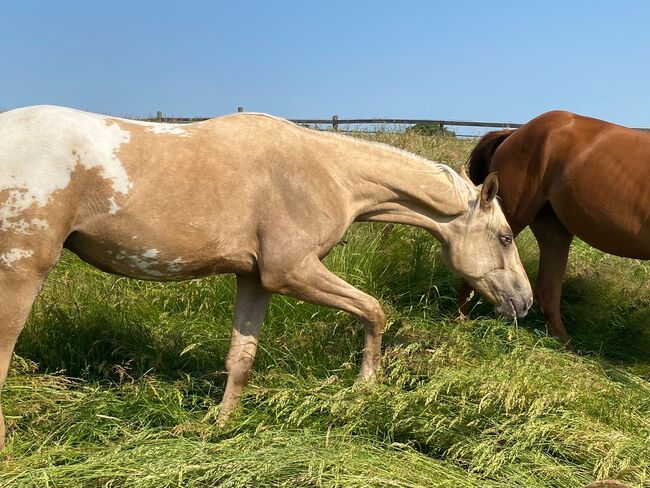 Super schicker Appaloosa Wallach der keine Wünsche offen lässt, Andrea Klein, Pferd kaufen, Marienmünster, Abbildung 3