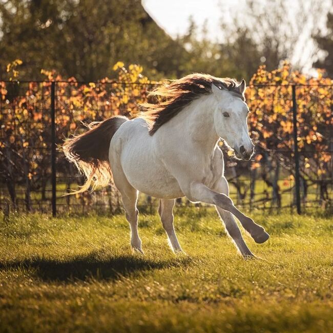 Super schicker Welsh Cob in Sonderlackierung, Nadja Klement , Pferd kaufen, Enzersdorf/Fischa, Abbildung 3