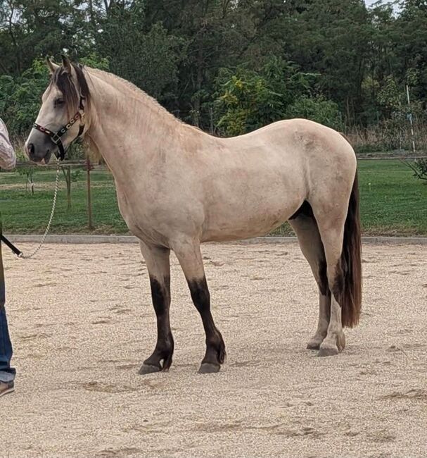 Super schicker Welsh Cob in Sonderlackierung, Nadja Klement , Pferd kaufen, Enzersdorf/Fischa, Abbildung 5