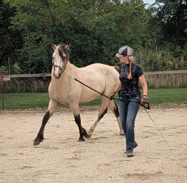Super schicker Welsh Cob in Sonderlackierung, Nadja Klement , Pferd kaufen, Enzersdorf/Fischa, Abbildung 7