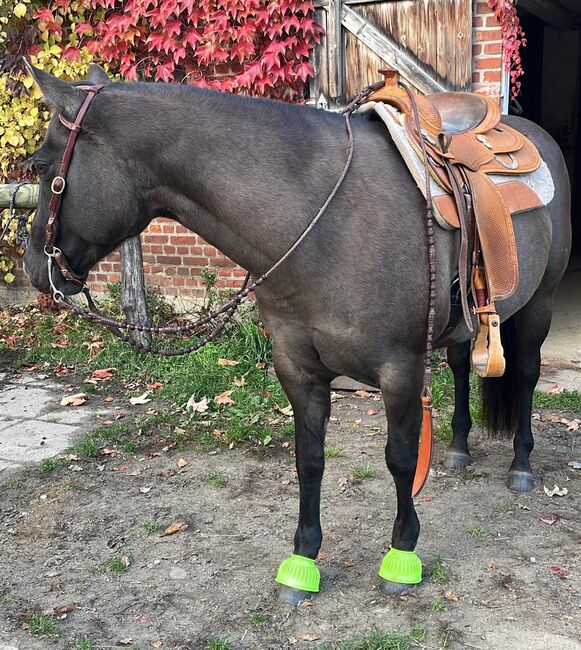 super sitzbequeme Quarter Horse Stute, Kerstin Rehbehn (Pferdemarketing Ost), Pferd kaufen, Nienburg, Abbildung 6