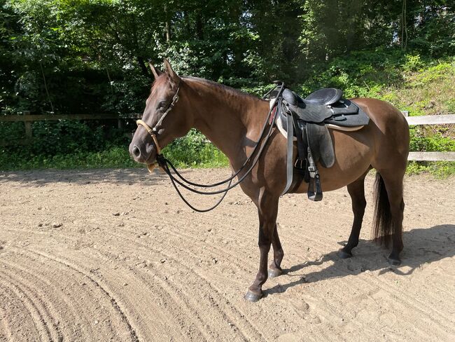 super sitzbequeme Quarter Horse Stute, Kerstin Rehbehn (Pferdemarketing Ost), Pferd kaufen, Nienburg, Abbildung 4