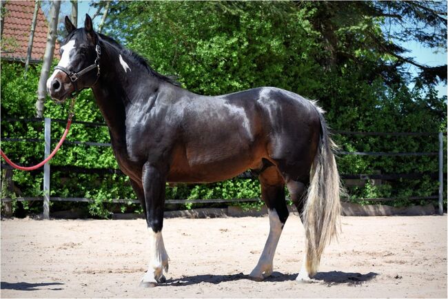 super sitzbequemer, sehr stabiler Paint Horse Wallach, Kerstin Rehbehn (Pferdemarketing Ost), Pferd kaufen, Nienburg, Abbildung 5