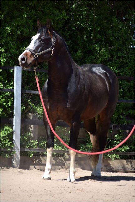 super sitzbequemer, sehr stabiler Paint Horse Wallach, Kerstin Rehbehn (Pferdemarketing Ost), Pferd kaufen, Nienburg, Abbildung 3