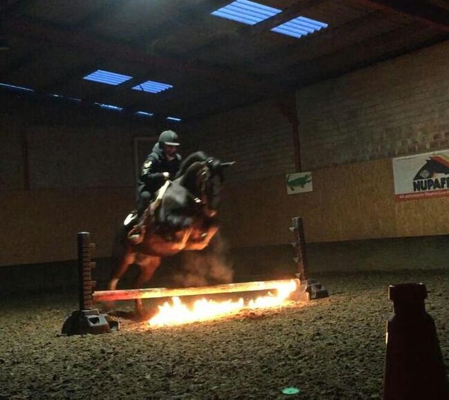 super sitzbequemer, sehr stabiler Paint Horse Wallach, Kerstin Rehbehn (Pferdemarketing Ost), Pferd kaufen, Nienburg, Abbildung 4