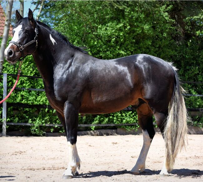 super sitzbequemer, sehr stabiler Paint Horse Wallach, Kerstin Rehbehn (Pferdemarketing Ost), Pferd kaufen, Nienburg