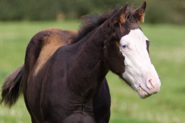 Superlieber, ruhiger Quarter Horse Absetzer mit top Reining Abstammung, Kerstin Rehbehn (Pferdemarketing Ost), Konie na sprzedaż, Nienburg, Image 6