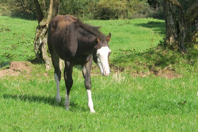 Superlieber, ruhiger Quarter Horse Absetzer mit top Reining Abstammung, Kerstin Rehbehn (Pferdemarketing Ost), Konie na sprzedaż, Nienburg, Image 5