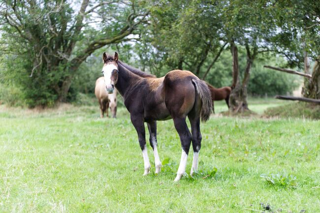 Superlieber, ruhiger Quarter Horse Absetzer mit top Reining Abstammung, Kerstin Rehbehn (Pferdemarketing Ost), Konie na sprzedaż, Nienburg, Image 3