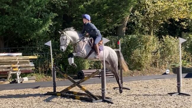 Super smart safe fun Connemara with loads of ability, Heidi, Horses For Sale, Swindon, Image 5