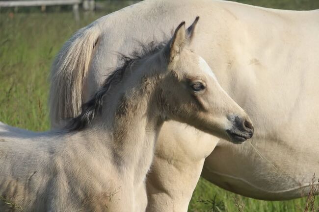 Super besonderes Hengstfohlen von Glücksmoment, Reitponygestüt Aspel , Horses For Sale, Rees