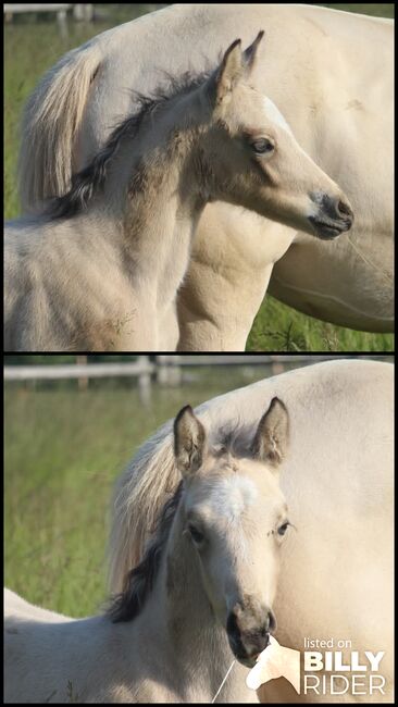 Super besonderes Hengstfohlen von Glücksmoment, Reitponygestüt Aspel , Horses For Sale, Rees, Image 3