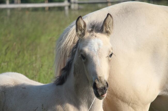 Super besonderes Hengstfohlen von Glücksmoment, Reitponygestüt Aspel , Horses For Sale, Rees, Image 2