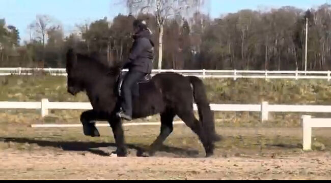 Super Sportpferd mit Wow factor Islandpferd, Silke Köhler, Horses For Sale, Image 3