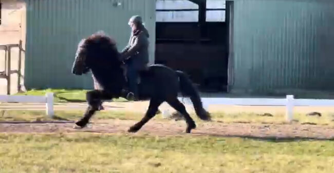 Super Sportpferd mit Wow factor Islandpferd, Silke Köhler, Horses For Sale, Image 2