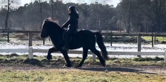Super Sportpferd mit Wow factor Islandpferd, Silke Köhler, Horses For Sale, Image 5