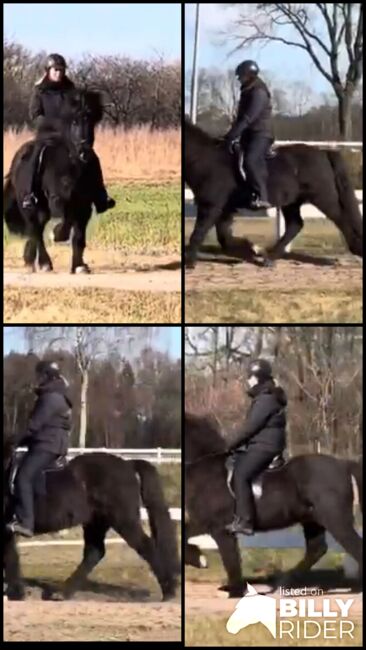 Super Sportpferd mit Wow factor Islandpferd, Silke Köhler, Horses For Sale, Image 12