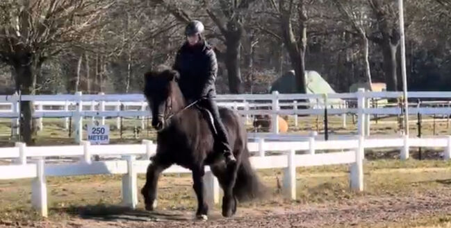 Super Sportpferd mit Wow factor Islandpferd, Silke Köhler, Horses For Sale, Image 4