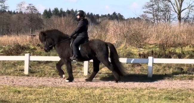 Super Sportpferd mit Wow factor Islandpferd, Silke Köhler, Pferd kaufen, Abbildung 7