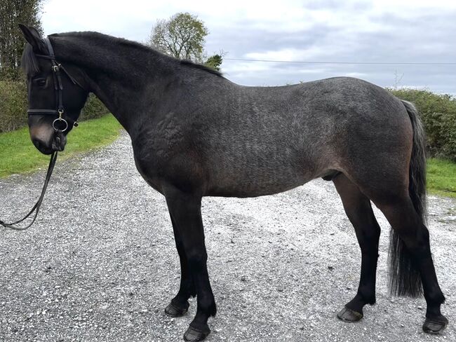🌟super sweet All-rounder gelding - 6yo Connemara X ISH 🌟, Mia, Horses For Sale, Athlone