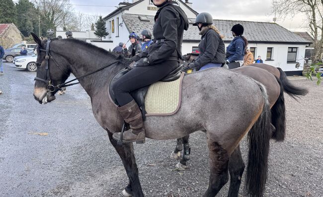 🌟super sweet All-rounder gelding - 6yo Connemara X ISH 🌟, Mia, Horses For Sale, Athlone, Image 3