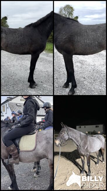 🌟super sweet All-rounder gelding - 6yo Connemara X ISH 🌟, Mia, Horses For Sale, Athlone, Image 9