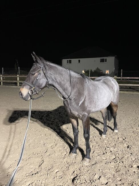 🌟super sweet All-rounder gelding - 6yo Connemara X ISH 🌟, Mia, Horses For Sale, Athlone, Image 4