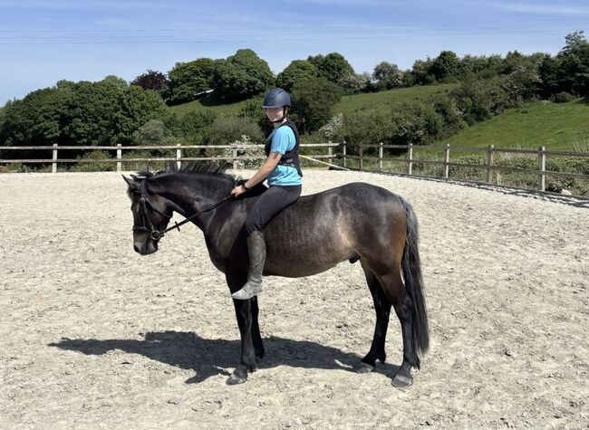 🌟super sweet All-rounder gelding - 6yo Connemara X ISH 🌟, Mia, Horses For Sale, Athlone, Image 5