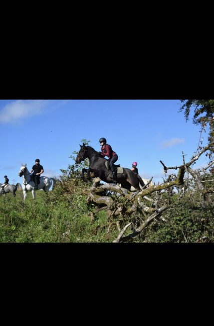 🌟super sweet All-rounder gelding - 6yo Connemara X ISH 🌟, Mia, Horses For Sale, Athlone, Image 6