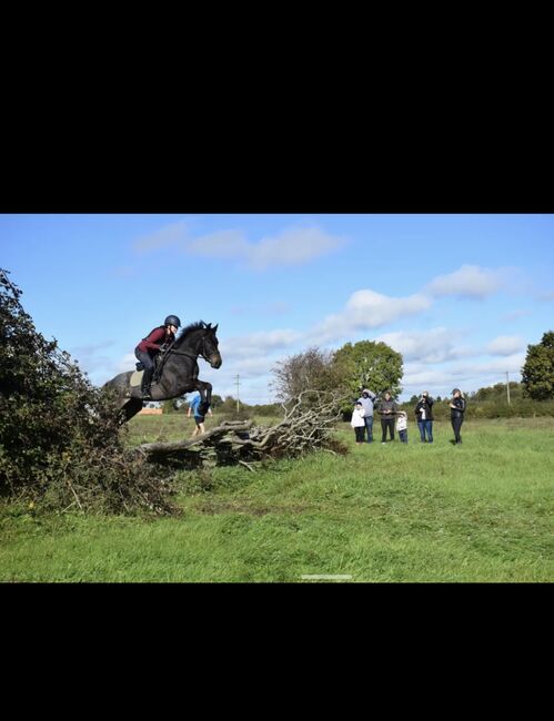 🌟super sweet All-rounder gelding - 6yo Connemara X ISH 🌟, Mia, Horses For Sale, Athlone, Image 8