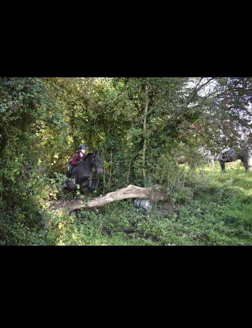 🌟super sweet All-rounder gelding - 6yo Connemara X ISH 🌟, Mia, Pferd kaufen, Athlone, Abbildung 7
