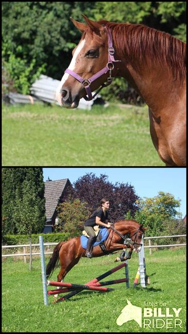 Super chice bewegungsstarke Zuchtstute von Casino Royal, Reitponygestüt Aspel , Konie na sprzedaż, Rees, Image 3