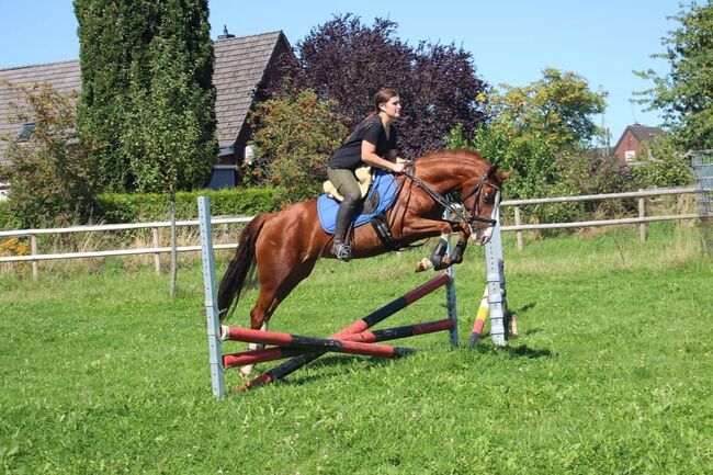 Super chice bewegungsstarke Zuchtstute von Casino Royal, Reitponygestüt Aspel , Konie na sprzedaż, Rees, Image 2